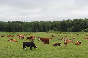 Корпорация малого и среднего предпринимательства заинтересовалась проектом ускоренного развития мясного скотоводства Томской области