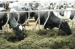 Кабмин подал в Верховную Раду законопроект о поддержке животноводческих ферм