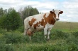 В Саратовском регионе зафиксировано четыре очага бруцеллеза скота
