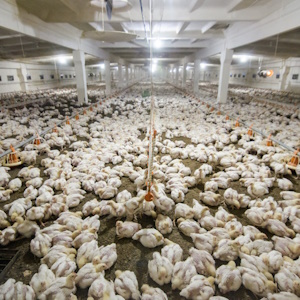 Холдинг «Чистополье» стал основным владельцем «Лениногорской птицефабрики»