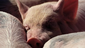 В Оренбуржье поголовье свиней выросло почти на 15 процентов
