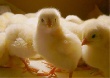 Охлажденная курица снова появится на прилавках амурских магазинов в конце июня Охлажденная курица снова появится на прилавках амурских магазинов в конце июня