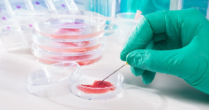 В Нанкинском сельскохозяйственном университете вырастили мясо из стволовых клеток