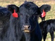 В Германии коровы устроили взрыв на ферме
