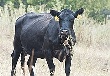 Обвинительный падеж. Воронежских фермеров проверяют на лояльность заграничному скоту Обвинительный падеж. Воронежских фермеров проверяют на лояльность заграничному скоту