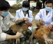 На острове Тайвань приостановлен промышленный забой птицы из-за вспышки гриппа