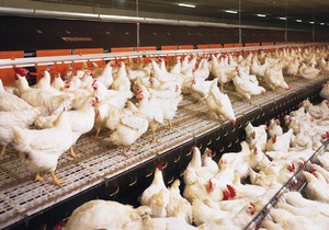 Производство мяса птица на гатчинской птицефабрике увеличится на 80 тонн в год