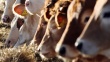 Чума крупного рогатого скота зафиксирована на двадцати австрийских предприятиях