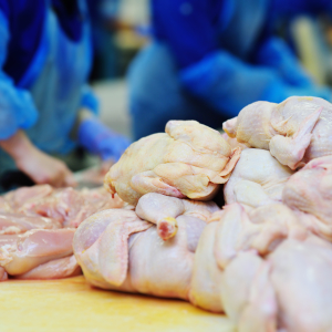 В следующем году Тульская птицефабрика запустит свое мясное производство