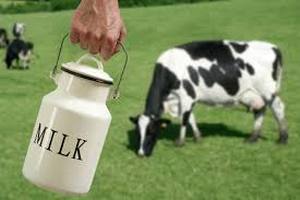 На развитие молочного скотоводства Калужской области выделено около 132,5 млн рублей