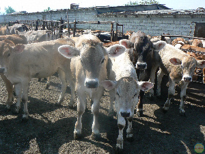  В Кабардино-Балкарии подвели итоги работы агропромышленного комплекса за 6 месяцев текущего года