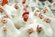 Тюменская птицефабрика построит три новых птичника для увеличения производительности