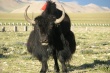 Кыргызстан хочет экспортировать мясо яков в страны Содружества  