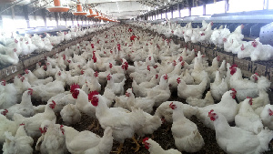 «Черкизово» закрывает Курскую птицефабрику в связи с модернизацией