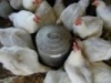 «Черкизово» удвоит мощности птицеводства