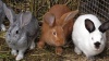 В Малосердобинском районе открылась кроликоферма
