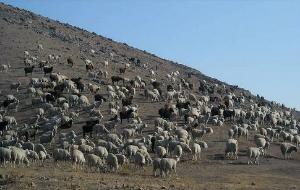 Таджикские ученые предложили уменьшить поголовье скота, чтобы сохранить пастбища