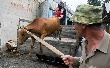 Новые «помещики» закормят нас дорогим мясом