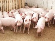 Казахстан: В Алматинской области запустят комплекс на 1800 свиноматок