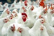 Алтайские птицефабрики нарастили объемы производства