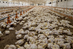 Территорию бывшей птицефабрики в Южно-Сахалинске приведут в порядок