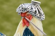 Американские птицеводы озабочены вспышками гриппа птиц в мире