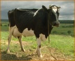 Лептоспироз нашли у стада коров в Ростовской области