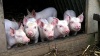 В Саратовской области построят пять свинокомплексов