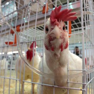 Латвийские птицеводы на грани банкротства: зерно и электроэнергия стали недоступными Латвийские птицеводы на грани банкротства: зерно и электроэнергия стали недоступными