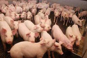 В Калининградской области при пожаре на складе погибли свиньи