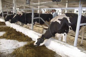 Подмосковье поддержало предложение улучшить условия содержания животных на фермах