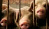 Африканская чума свиней подтвердилась в третьем районе Воронежской области