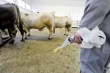 Алтайские ученые получили патент на искусственное осеменение животных