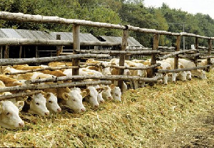 Свыше 20 животноводческих ферм построили в 2017 году в Дагестане