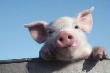 В Красноярский край привезли почти 600 элитных свиней из Канады