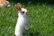 Отечественное производство мяса кроликов в 2010 году увеличилось на 67%