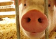 Россельхознадзор отозвал из Еврокомиссии предложения о возобновлении импорта свинины