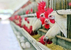 Глава Азербайджана ознакомился с фабрикой по производству птичьего мяса