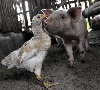На смену свиноводству на Кубань приходит птицеводство