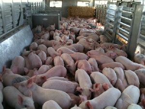 Производство свинины в Курской области увеличилось на 35%