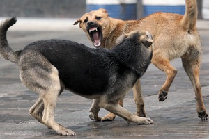 В Оренбуржье отмечены факты нападения бродячих собак на домашний скот