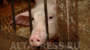 Россия: Цену начало "колбасить". За два месяца свинина на Алтае подорожала почти на 20%