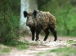 В Белгородской области втрое сократят популяцию дикого кабана