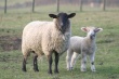 В ЗКО численность овец превысила миллион