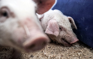 Свинокомплекс на 2,4 тысячи голов построят в Саратовской области к 2022 году