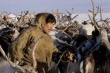 Хабаровские власти заявили об угрозе исчезновения оленеводства в регионе