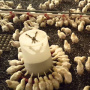 «Кабардино-Балкарская птицефабрика» расширяет ассортимент выпускаемой продукции