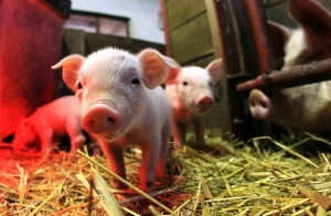 Комплекс правил по содержанию свиней в личных подсобных хозяйствах может появиться в Псковской области