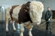 В Татарстан прибыли быки-производители из США