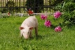 В окрестностях германского Любека бесчинствуют дикие свиньи, а в Австрии решается вопрос о запрете на посещение животноводческих комплексов